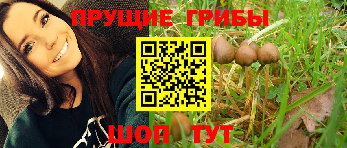 Междуреченск  купить  цена  Вход с VPN  Псилоцибиновые грибы мицелий 